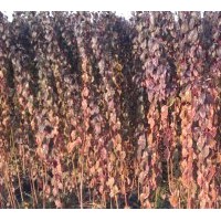 預定小苗開始了紅葉李,高1米,2.2