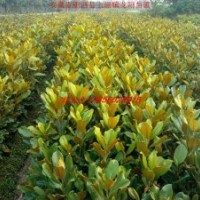 廣玉蘭小苗、紫玉蘭、紅葉李、香樟、紫薇、石楠、樸樹、大葉女貞