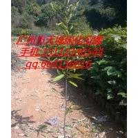 供應(yīng)木荷小袋苗