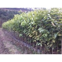 征地苗，廣東茂名沉香基地供應(yīng)