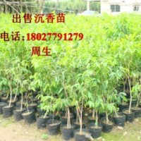 供應(yīng)沉香苗，廣西沉香樹苗