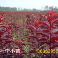 紅葉碧桃小苗，紅葉李，美人梅，榆葉梅