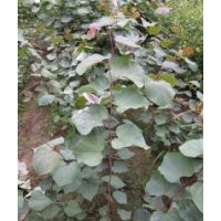 江蘇巨紫荊小苗50高巨紫荊小苗巨紫荊小苗經(jīng)銷商