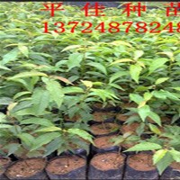櫻花苗批發(fā)商供應(yīng)櫻花樹苗櫻花小苗櫻花種苗櫻花袋苗