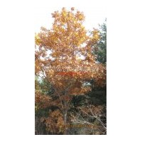 出售蒙古櫟，紅皮云杉，定植水曲柳，樟子松小苗，水曲柳，紅豆杉