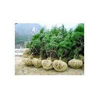 供白皮松苗-白皮松小苗-白皮松-營養(yǎng)杯白皮松-大白皮松苗圃定