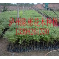 最新供應藍花楹袋苗10萬株