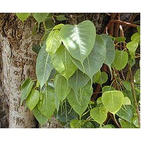 供應菩提苗 菩提榕苗 菩提樹苗 菩提樹