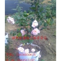 四季紅桂花