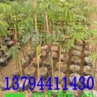 大福木棉苗,星花酒瓶樹(shù)苗,大腹木棉苗,澳洲火焰木苗,檀香苗