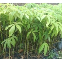 批發(fā)美麗木棉苗,美人樹苗,黃槐苗,多花紅千層苗,盆架子苗,竹柏苗