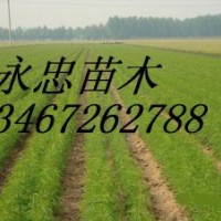 營養(yǎng)袋油松 1-3年油松 油松價格