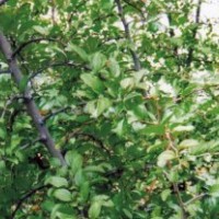 供應馬甲子苗 馬甲子種子 鐵籬笆種子 馬甲子