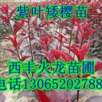王族海棠苗
