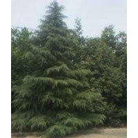 銷售雪松