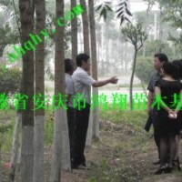 美國竹柳