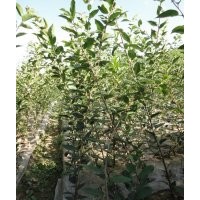 供應紅楓、雞爪槭、櫻花、垂絲海棠、西府海棠等小苗