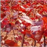 紅葉楊插條及工程苗預(yù)定中