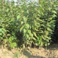 櫻花小苗、絢麗冬紅海棠、碧桃小苗、流蘇、青皮柳、側(cè)柏