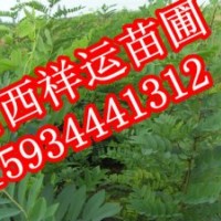 五角楓 國槐苗 側(cè)柏 華山松 白皮松 核桃苗