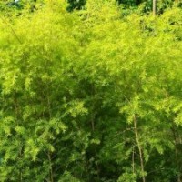 黃金寶樹 漳州苗木市場購銷中心