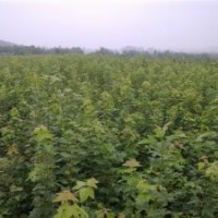供應(yīng)優(yōu)質(zhì)綠化苗三角楓 大葉女貞 紅葉李 香樟 石楠