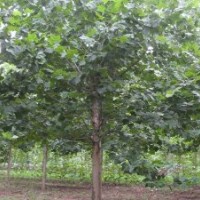 常年供應(yīng)各種規(guī)格法桐、國槐、白臘