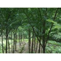 杉樹苗 桂花苗 紫薇 羅漢松