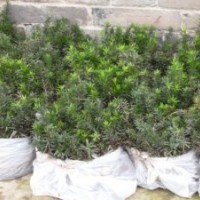 曼地亞紅豆杉小苗實拍圖