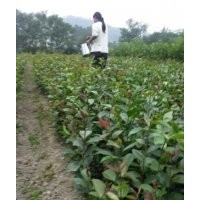 油茶苗價格，優(yōu)質(zhì)油茶苗