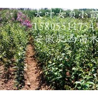 緊急批發(fā)出售20萬棵大葉女貞小苗，大葉女貞當(dāng)年小苗價(jià)格
