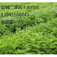 刺槐小苗出售、刺槐小苗供應(yīng)、刺槐小苗