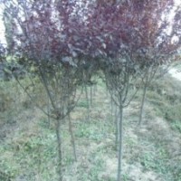 供應(yīng)紫葉李 西府海棠 白皮松 國槐