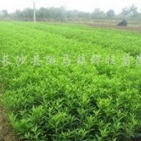 金華茶梅促銷，另有毛鵑特惠，詳情聯(lián)系15267314285，申女士