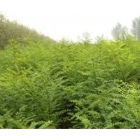 國(guó)槐 白蠟 五角楓 欒樹(shù)小苗。