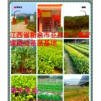 江西省新余市亞林中心高產(chǎn)嫁接油茶苗出售