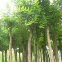 出售白皮松 油松 華山松 核桃苗 國槐