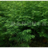 供應(yīng)湖北利川水杉樹苗 水杉樹小苗價(jià)格 40公分高水杉 水杉苗