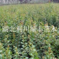 出售紅花紫薇樹小苗 紫薇樹苗 紫薇苗價格