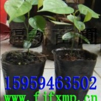 印度紫檀 、印度紫檀種子 印度紫檀苗