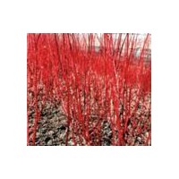 低價(jià)處理【連翹、金銀木、黃刺梅、紅瑞木、丁香】——產(chǎn)地信息2