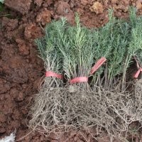 曼地亞紅豆杉二年苗低價處理1.5元