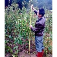 供應(yīng)120-150厘米高廣西大果紅花油茶苗