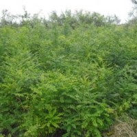 大量供應(yīng)國槐苗、刺槐苗、紫穗槐