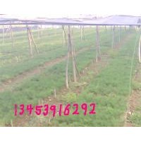 供應(yīng)2年白皮松、2年油松、國槐苗