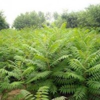 優(yōu)質合歡小苗1--3米高數(shù)量大山東冠縣
