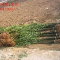 山東直銷2米高速生國(guó)槐100萬(wàn)棵