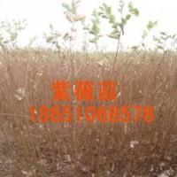 供應(yīng)：紫葉李苗、櫻花苗、西府海棠苗、紫薇苗