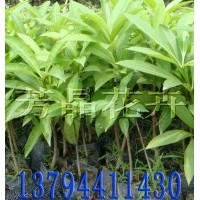 盆架子苗 盆架樹苗 廣東盆架子苗 燈架樹 面盆架 糖膠樹 面條樹