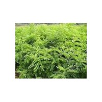 供應(yīng)山西刺槐苗，刺槐樹，小刺槐苗